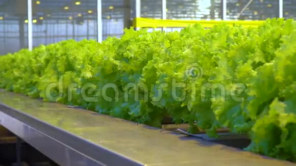 大量生长在高科技现代化温室的茂盛生菜植物视频的预览图
