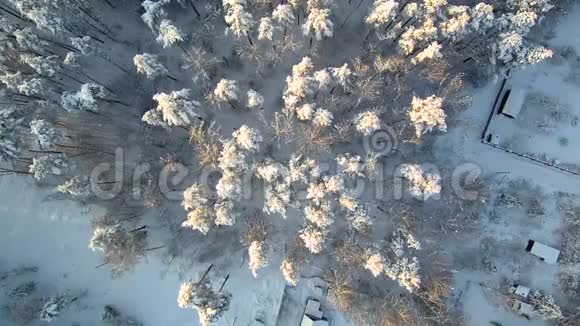 森林附近的房子雪中的树木和屋顶下雪后空中观景视频的预览图