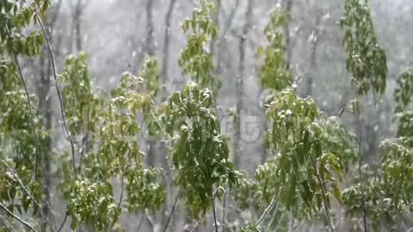 慢慢飘落的雪花落在一片灰叶枫树静止的绿叶上树枝在雪的重压下倾斜视频的预览图