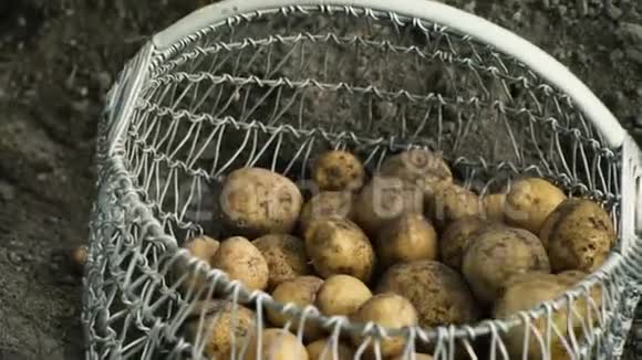 新鲜的土豆放在篮子里视频的预览图