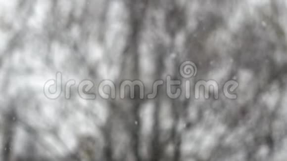 观美丽的冬季桦木焦点从雪花到树的过渡视频的预览图