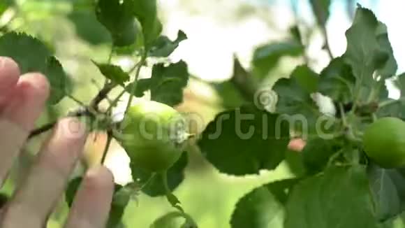 一个年轻的农夫手里拿着一个未成熟的苹果视频的预览图