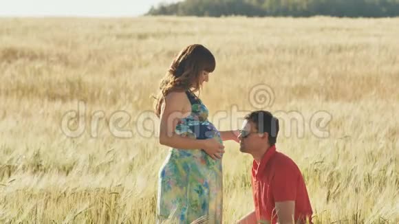年轻人在肚子里亲吻妻子在温暖的夏天跪在麦田里视频的预览图
