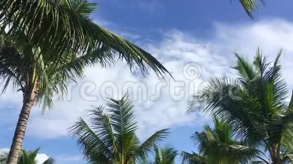 多云天际线背景下棕榈树的热带节日灵感视频的预览图