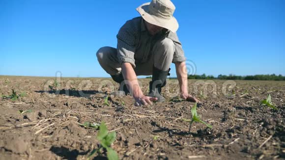 年轻的男农民手里拿着干土用小绿芽用手指倒回田里视频的预览图