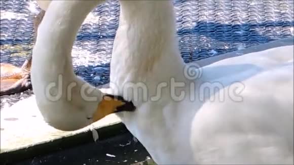 一段画面白天鹅吻天鹅用长长的脖子清洁自己视频的预览图