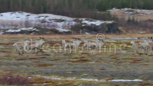 生活在冰岛的驯鹿视频的预览图