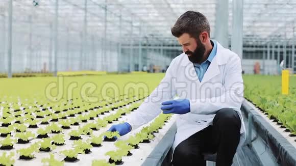 人类在一个站在温室里的埃伦迈耶瓶里探测绿色植物农业工程师视频的预览图