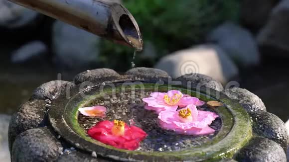 日式喷泉茶花上的水滴视频的预览图