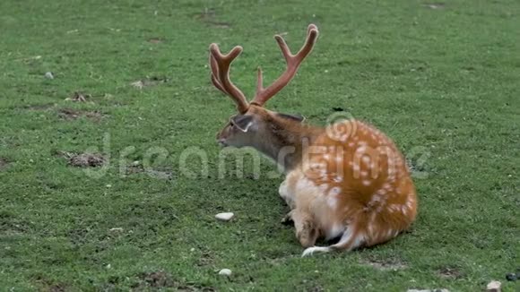 在大自然中发现了鹿鹿躺在地上视频的预览图