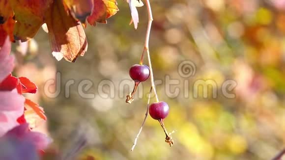 在秋日的阳光下两个红色成熟的野醋栗浆果挂在树枝上有浆果和红叶的灌木视频的预览图