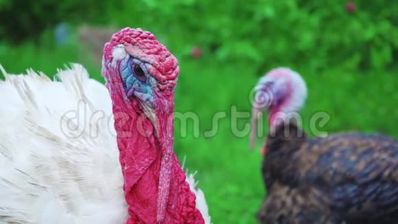 白黑火鸡在鸟的院子里摇头活得漂亮的火鸡土耳其度假视频的预览图