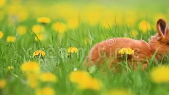红兔在黄蒲公英中驰骋视频的预览图