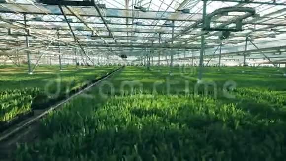 种植郁金香的大温室农业产业花生长在温室里视频的预览图