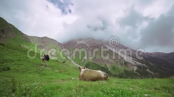 两头牛躺在高山中央的绿草上云朵抚摸着岩石的尖端视频的预览图