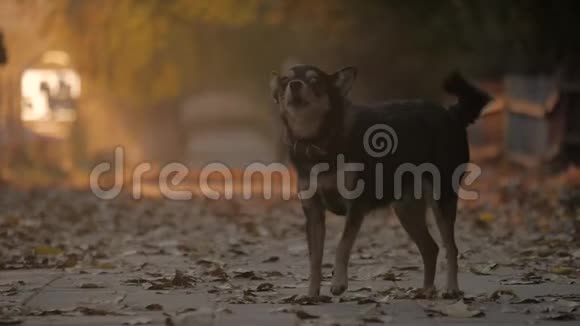 黑白残疾狗吠叫作为街头狗视频的预览图