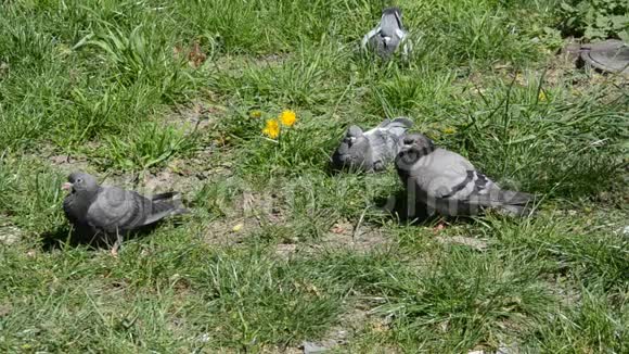 鸽子坐在草地上晒太阳视频的预览图