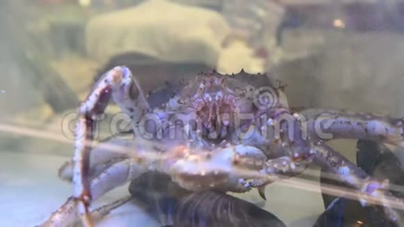 4K一只大型活蟹在新鲜市场的水箱里上下移动它的小胳膊视频的预览图