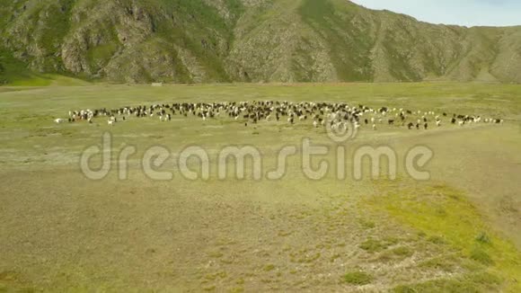 林内乡草地景观中的山地山羊群的鸟瞰图视频的预览图