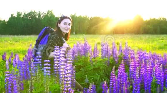 日落时分一个背着背包的旅游女孩的肖像是一片盛开的田野上面有羽扇豆看着镜头视频的预览图