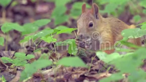 红毛松鼠带着浓密的尾巴在森林里的地面上行走寻找食物吃它阳光明媚的夏日视频的预览图