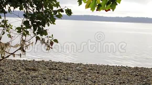 有树叶的石滩视频的预览图