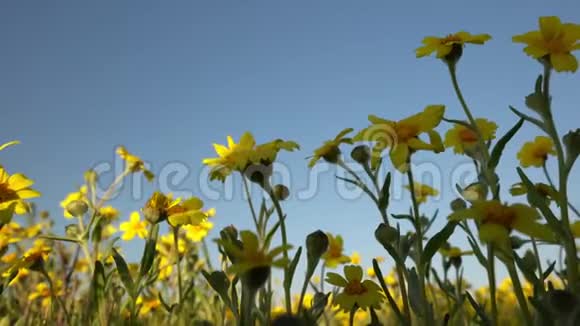 合上黄色野花在加利福尼亚的超级开花季节蒂蒂尖野花视频的预览图