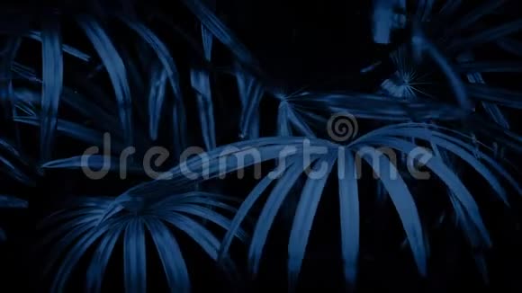 夜晚微风中的丛林精灵视频的预览图