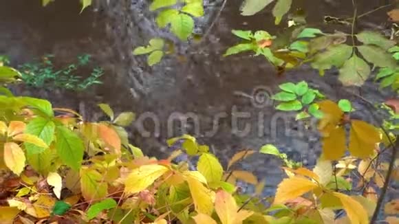 江在秋林中视频的预览图