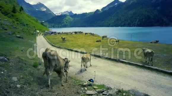 奶牛在瑞士阿尔卑斯山的草地上放牧视频的预览图