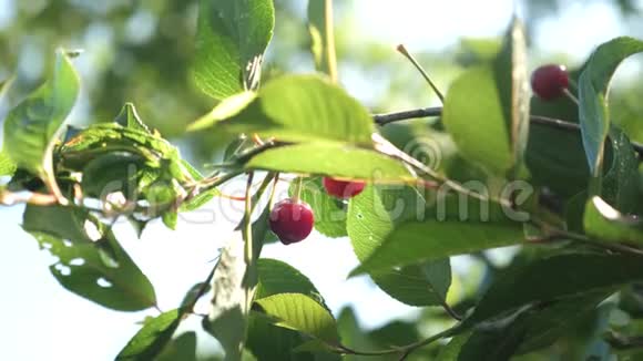 樱桃树雨后一滴水在一颗红色的樱桃上闪耀着阳光一对红樱桃在树枝上视频的预览图