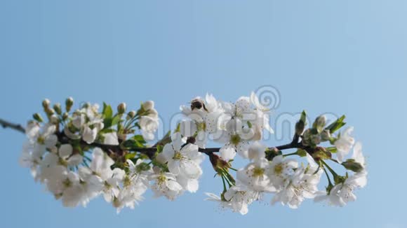 一枝盛开的樱桃迎着蓝天视频的预览图