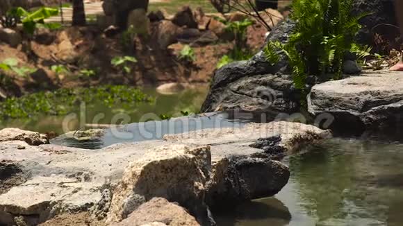 雌性的双腿穿过河流水流在山上的石头上光脚的女人在岩石河上奔跑跳跃视频的预览图