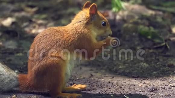红毛松鼠带着浓密的尾巴在森林里的地面上行走寻找食物吃它阳光明媚的夏日视频的预览图