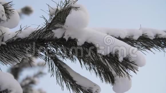 满是霜冻的枝条冬天松枝雪花就一枝一枝近起视频的预览图
