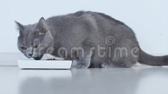 成年猫从碗里吃宠物食物视频的预览图