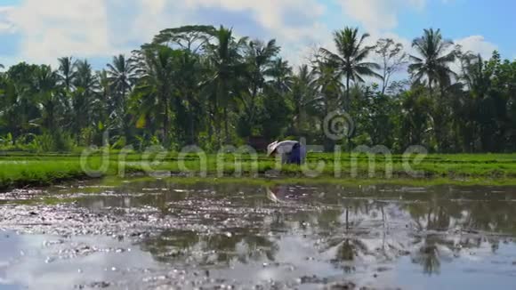 两名未定义的妇女在一个大田野上种植水稻幼苗周围是棕榈树大米视频的预览图