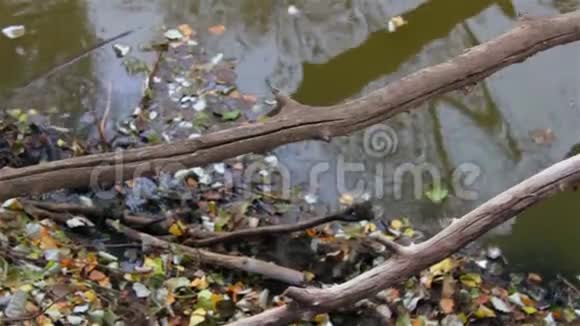 树枝和水的叶子视频的预览图