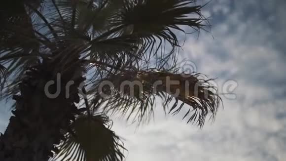 棕榈叶在风中摇曳特写慢动作视频的预览图