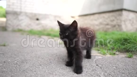 夏天阳光明媚的一天毛茸茸的黑色小猫在一个大院子里嬉戏视频的预览图