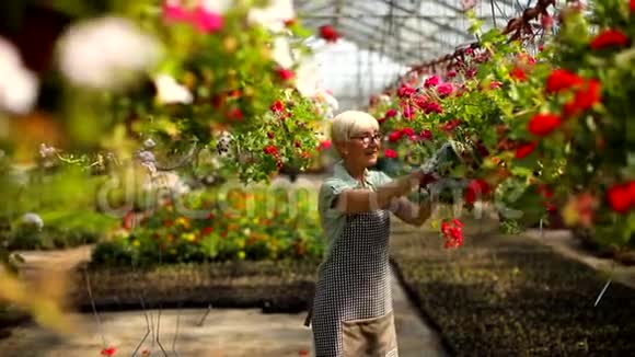 在大花园工作的高级花商女士视频的预览图