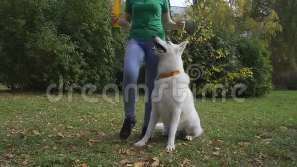 狗和主人玩表演把戏一只白色的瑞士牧羊犬在主人的腿橡胶后面奔跑视频的预览图