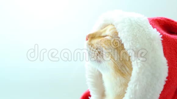 穿圣诞礼服的可爱猫视频的预览图
