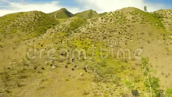 林内乡草地景观中的山地山羊群的鸟瞰图视频的预览图