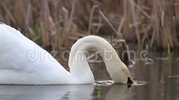白天鹅吃水中的绿色视频的预览图