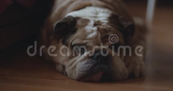 沉睡的老疲惫的英国斗牛犬视频的预览图