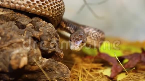 蛇在它的外壳中跟踪猎物视频的预览图