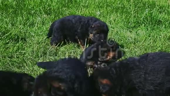 特写八只黑色小德国牧羊犬休息视频的预览图