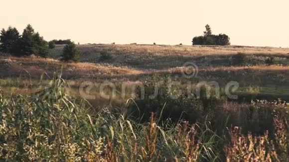 在乌克兰战场上阳光明媚的早晨视频的预览图