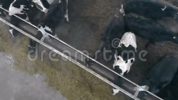 奶牛正在顶视野旁吃饲料视频的预览图